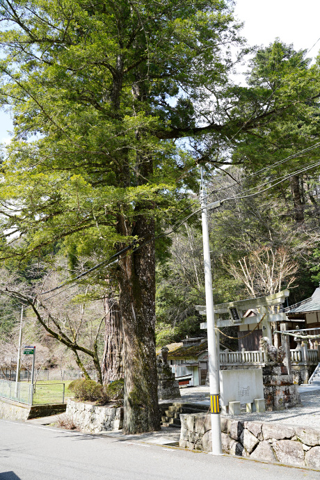 杉王神社のモミ