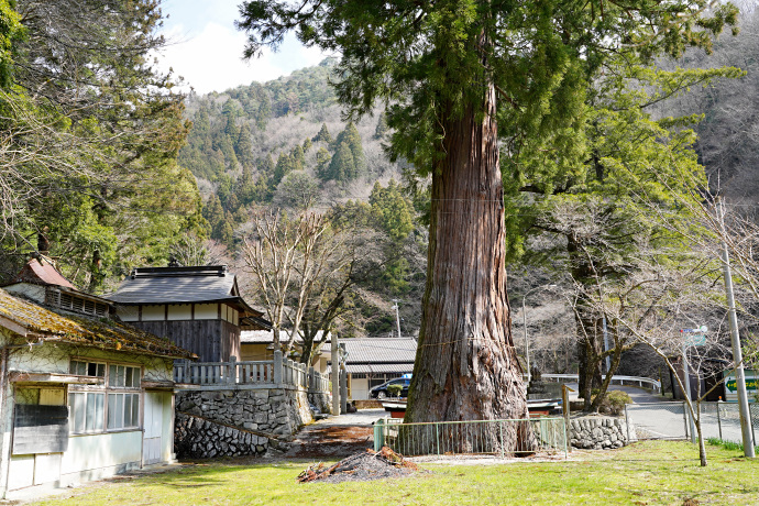 杉王神社の大杉