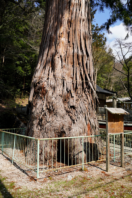 杉王神社の大杉