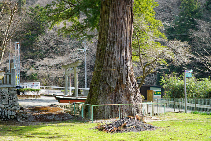 杉王神社の大杉