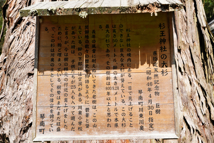 杉王神社の大杉説明板