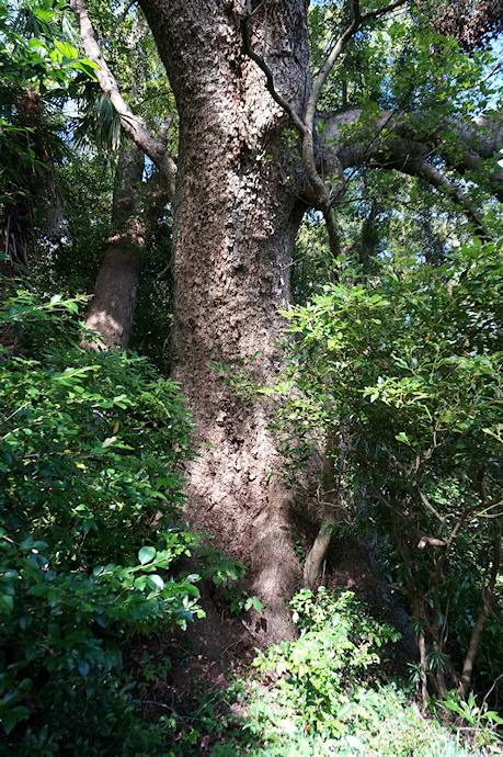 橘荒神社のクスノキ