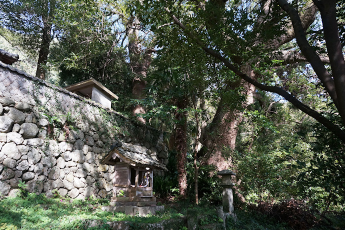 橘荒神社のクスノキ