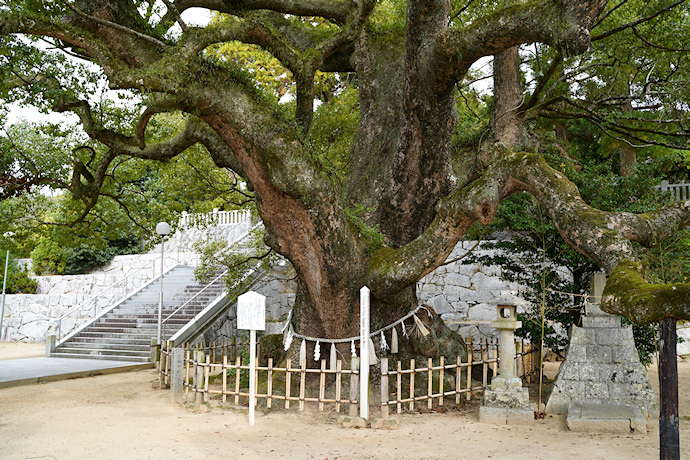 富田神社の大楠