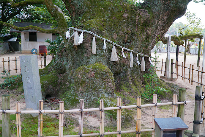 富田神社の大楠