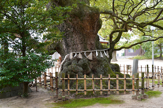 富田神社の大楠