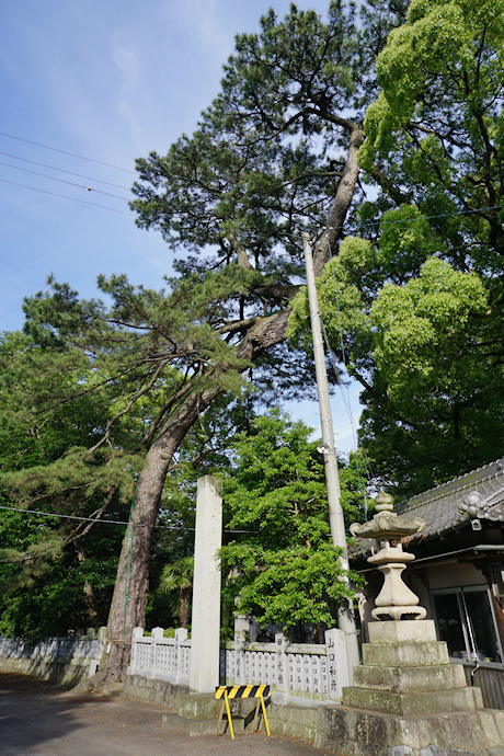 豊浜八幡神社のクロマツ