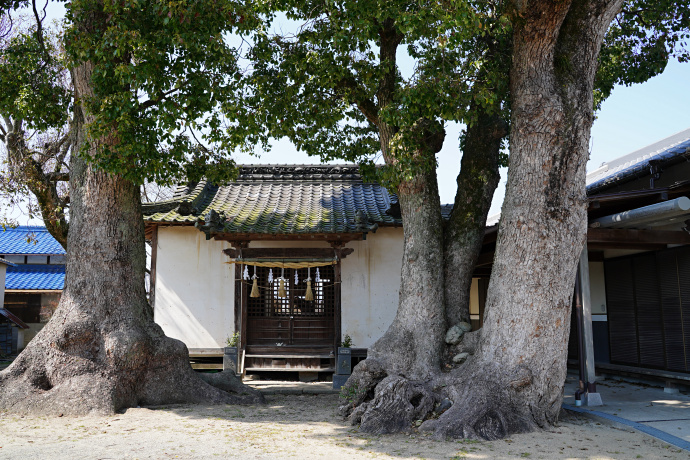 山本西公民館のクスノキ