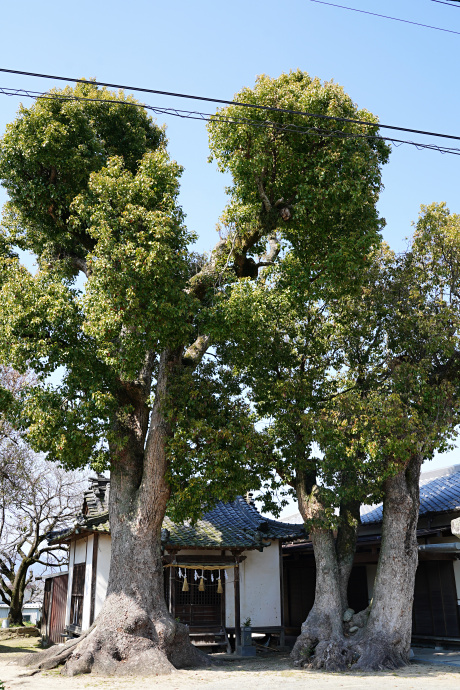 山本西公民館のクスノキ