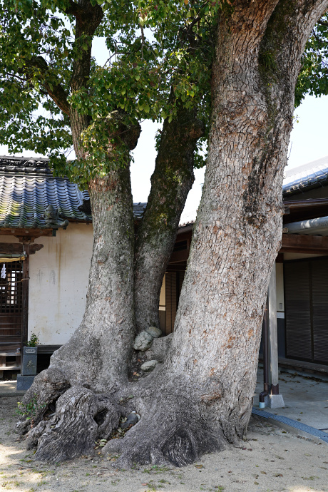 山本西公民館のクスノキ（株立ち）