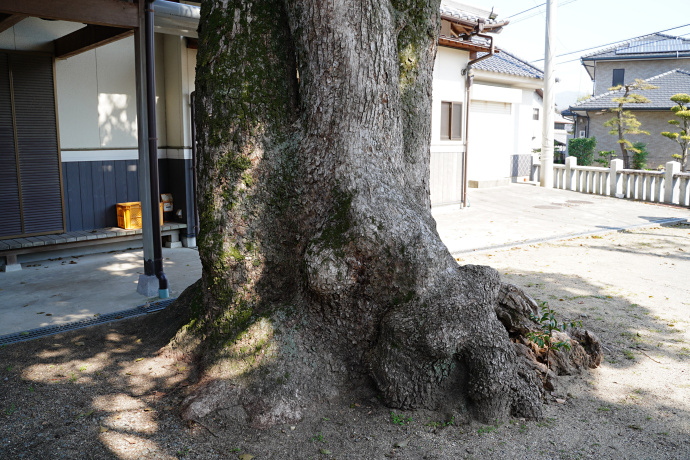 山本西公民館のクスノキ（株立ち）