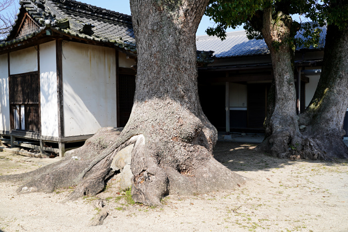 山本西公民館のクスノキ（拝殿左）