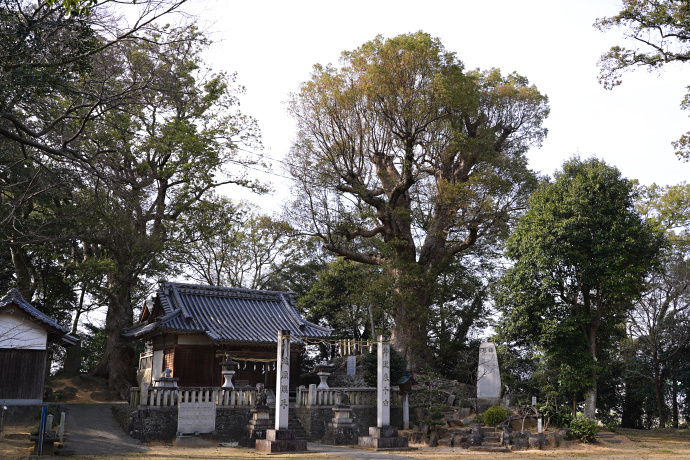 安井菅原神社の大樟と社叢