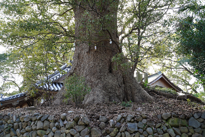 安井菅原神社の大樟