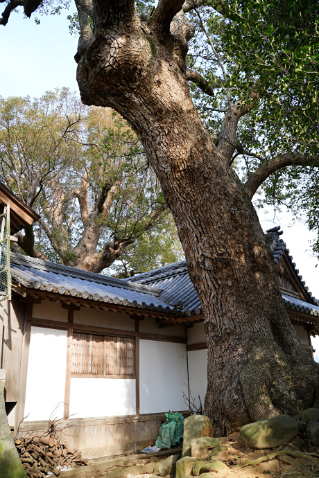 安井菅原神社社叢のクスノキ（１）