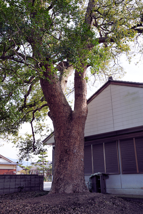 安井菅原神社社叢のクスノキ（２）