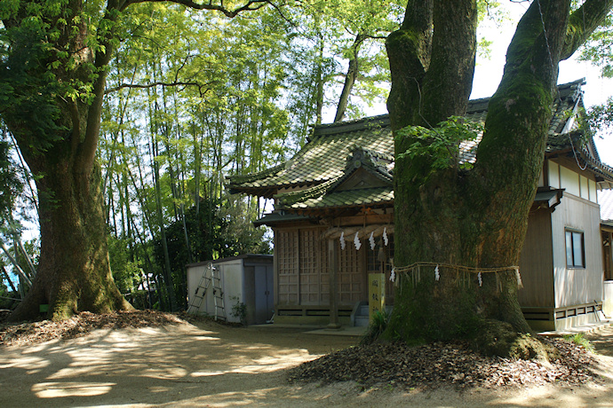 保内八幡神社のクスノキ