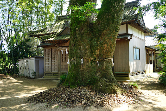 保内八幡神社のクスノキ（右）