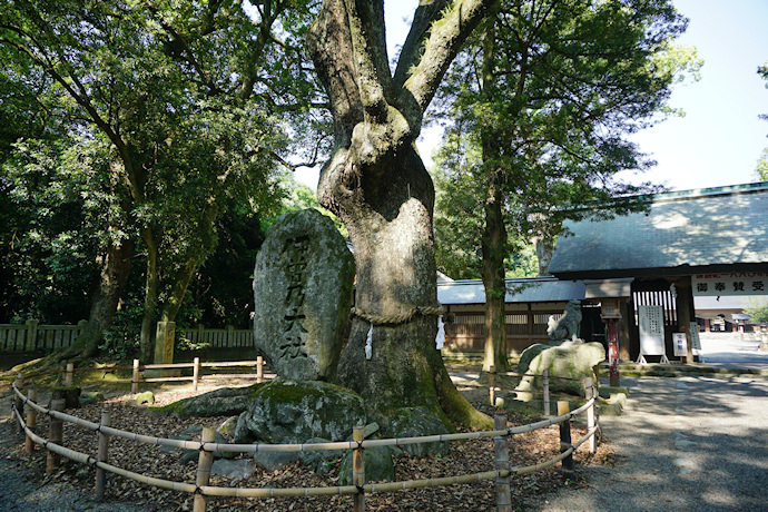 伊曽乃神社のクスノキ（神門左）
