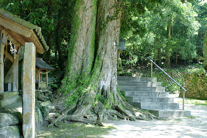 磐根神社のイヌマキ