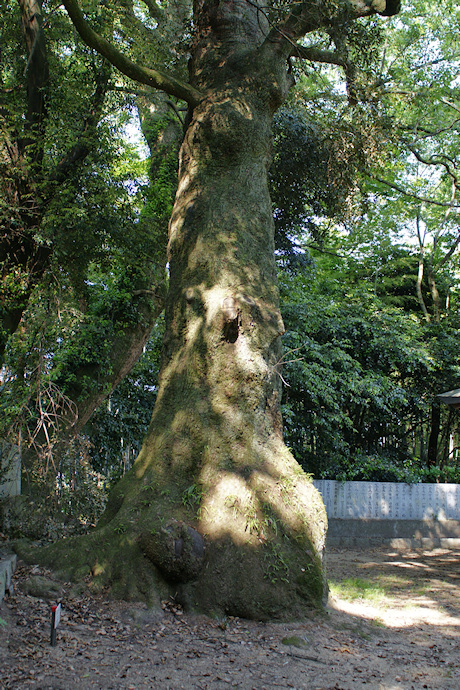 石岡神社のクスノキ・２