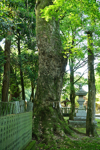 石岡神社のクスノキ・４