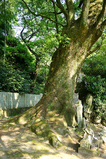 石岡神社のクスノキ・５