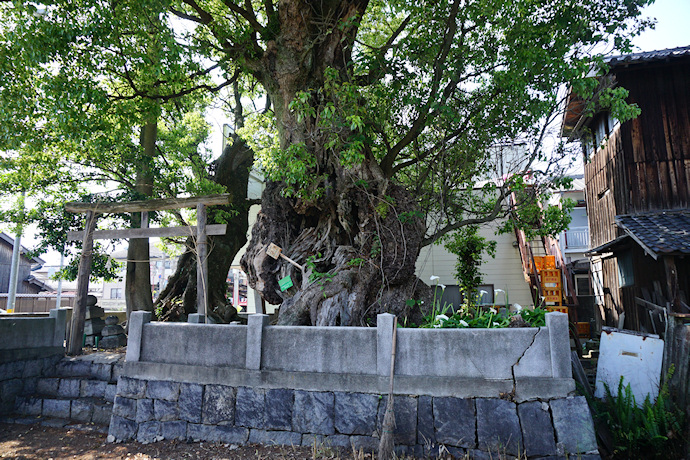 森岡神社のクスノキ