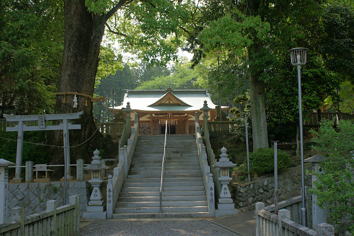 新居浜　白山神社のクスノキ