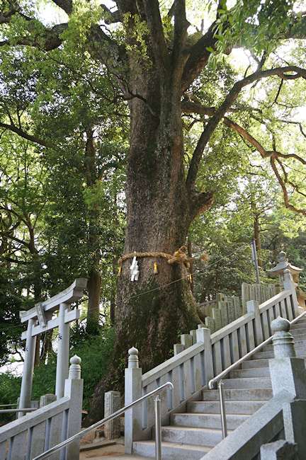 新居浜白山神社のクスノキ