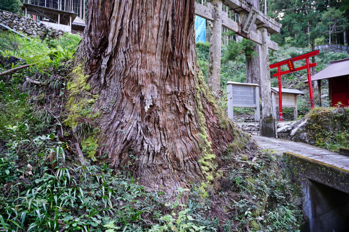 十二所神社のスギ