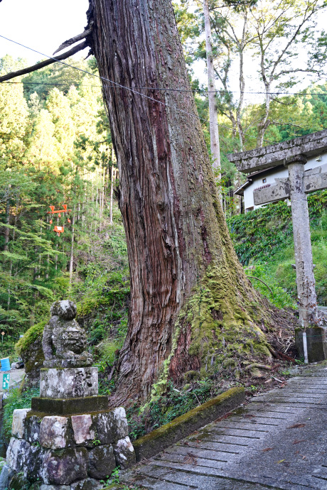 十二所神社のスギ