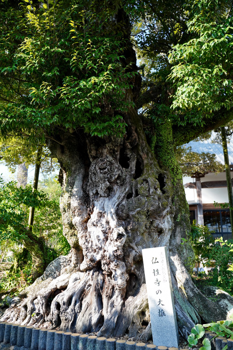 仏性寺の大椎