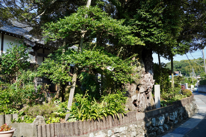 仏性寺の大椎