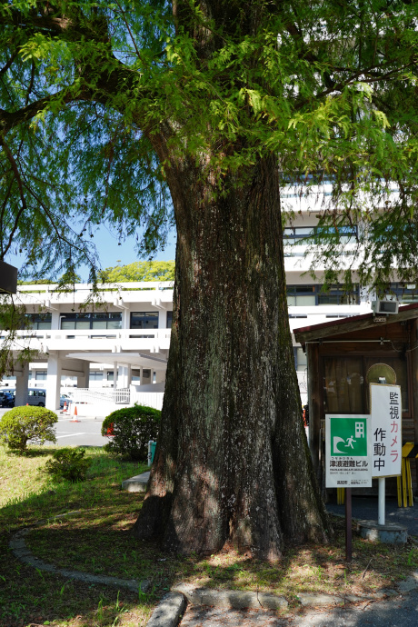 県庁前のラクウショウ