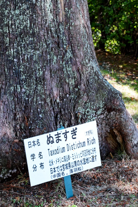 ぬますぎの樹名板