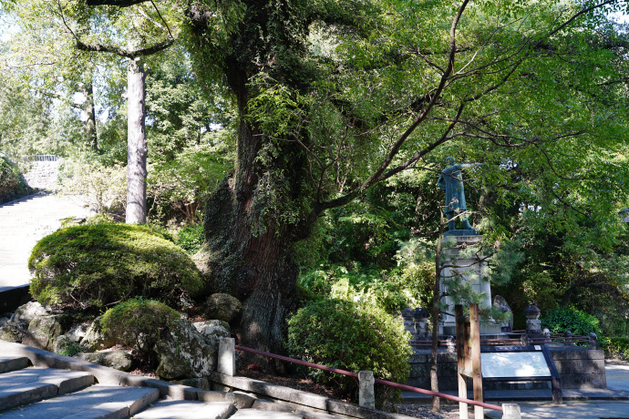 高知公園のセンダン