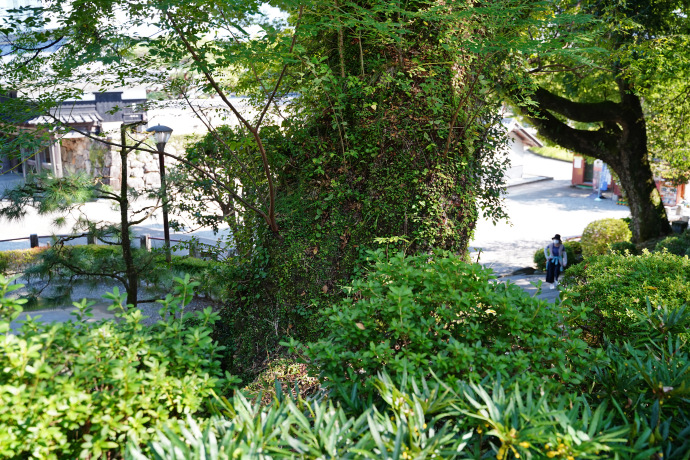 高知公園のセンダン