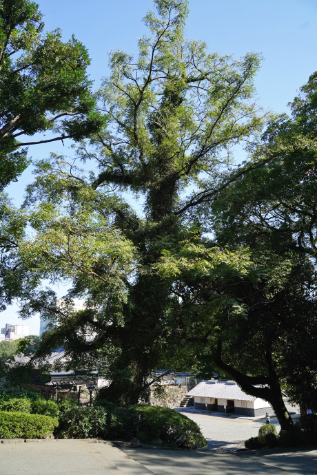 高知公園のセンダン