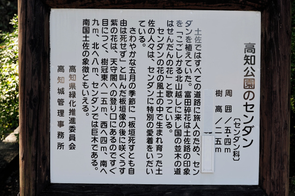 高知公園のセンダン説明板