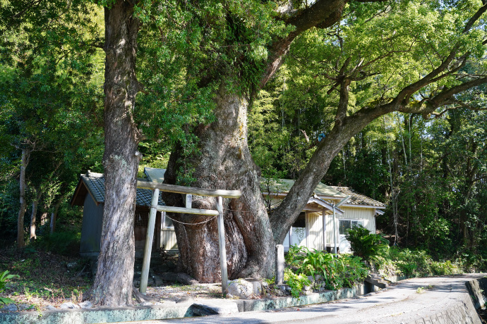 楠上神社のクスノキ