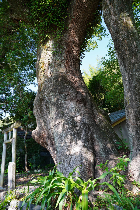 楠上神社のクスノキ