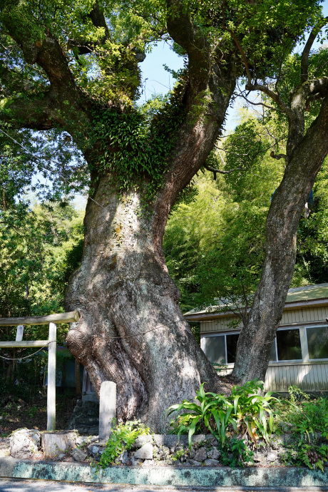 楠上神社のクスノキ