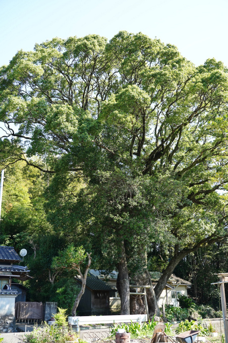 楠上神社のクスノキ