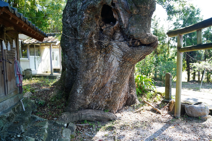 楠上神社のクスノキ