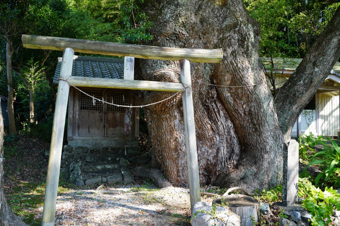 楠上神社のクスノキ