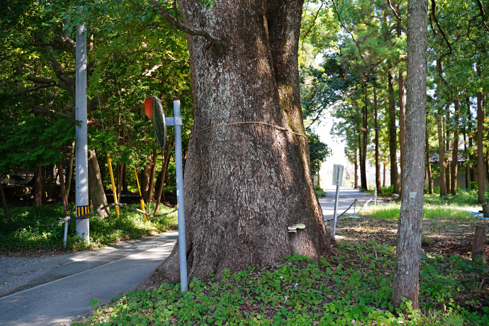 仁井田 聖神社のクスノキ