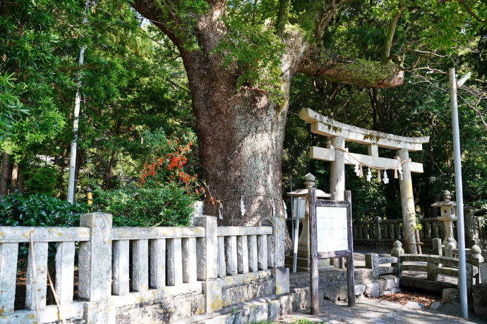 仁井田神社のクスノキ