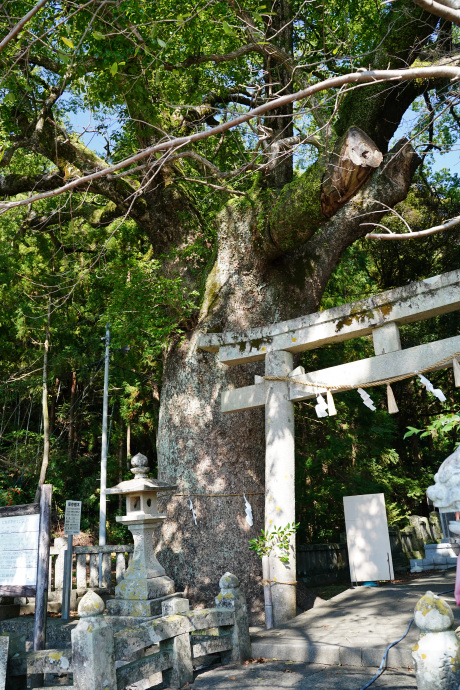 仁井田神社のクスノキ