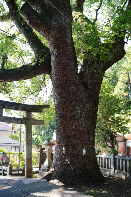 仁井田神社のクスノキ